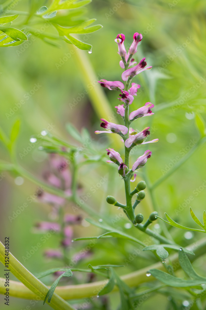 Common fumitory (Fumaria officinalis) plant in flower. A scrambling annual plant in the poppy family Fumariaceae with purple and white flowers
