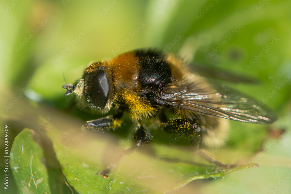 Narcissus Bulb Fly (Merodon equestris). Hairy bumblebee mimic in the family Syrphidae, subfamily Merodontini, aka large Narcissus Fly Narcissus Bulb Fly (Merodon equestris). Hairy bumblebee mimic in the family Syrphidae, subfamily Merodontini, aka large Narcissus Fly