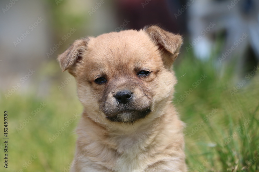 CANE CUCCIOLO