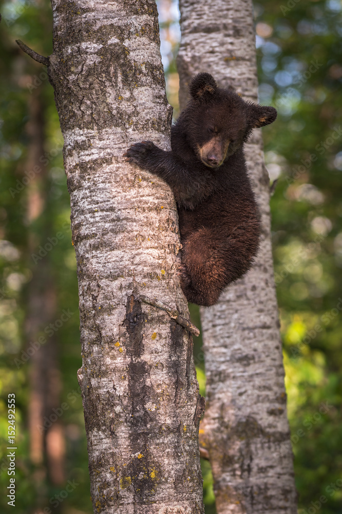 Obraz premium Black Bear (Ursus americanus) Cub Looks Down From Tree Trunk