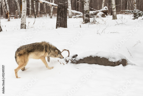 Grey Wolf (Canis lupus) Sniffs at Deer Carcass © geoffkuchera