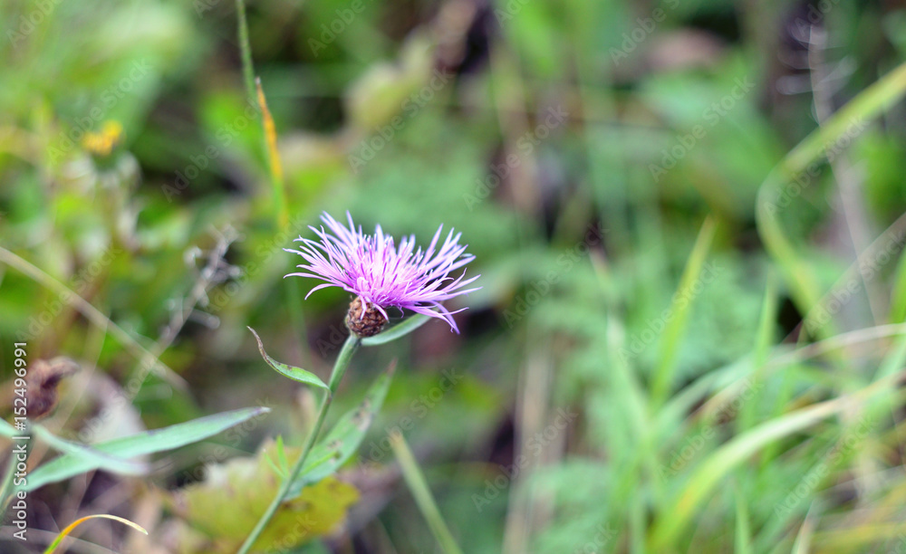 Beautiful purple flower.