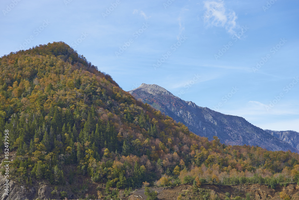 Autumn in Conguillio National Park in southern Chile. Trees in autumn foliage in the foreground; evergreen Araucania Trees (Araucaria araucana) beyond on the higher rocky mountain tops. 