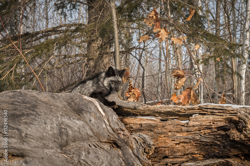 Silver Fox (Vulpes vulpes) Sits Atop Log