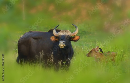 gaur-close- up in the nature. photo