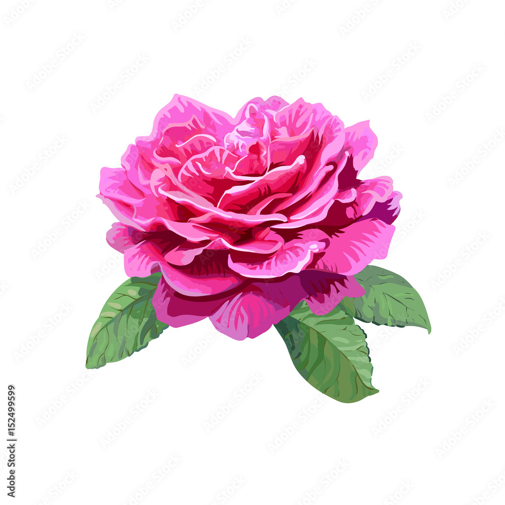 Image of pink rose isolated on white background.