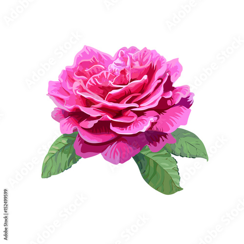 Image of pink rose isolated on white background.