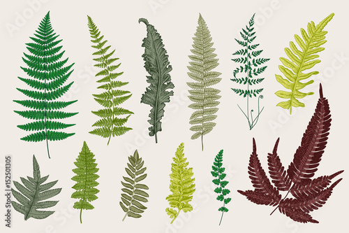 Set Ferns. 12 Leaves. Vintage vector botanical illustration. Colorful