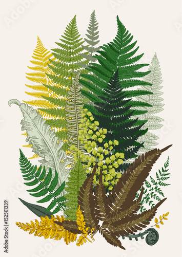 Leaver ferns. Composition. Vector botanical vintage illustration. Colorful