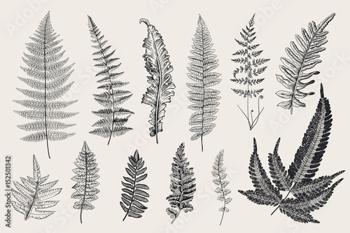 Set Ferns. 12 Leaves. Vintage vector botanical illustration. Black and white