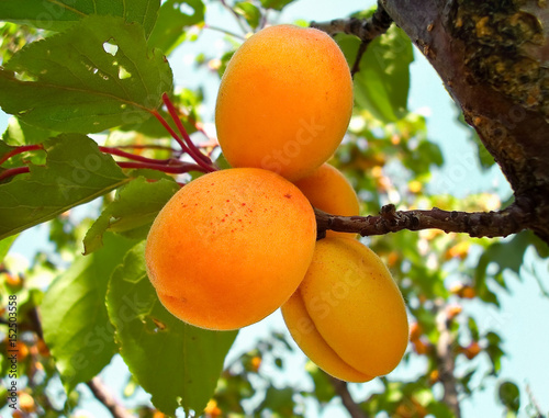 Ripe fruits apricots on a branch lit by the sun photo