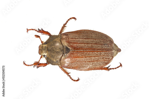 Cockchafer or May bug (Melolontha melolontha) on a white background © NERYX