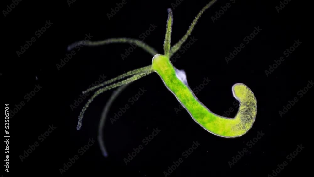 Hydra is a genus of small, fresh-water animals of the phylum Cnidaria and class Hydrozoa.