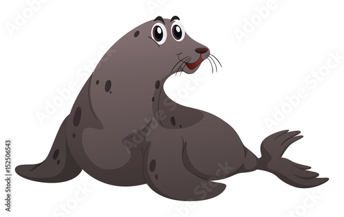Gray seal on white background