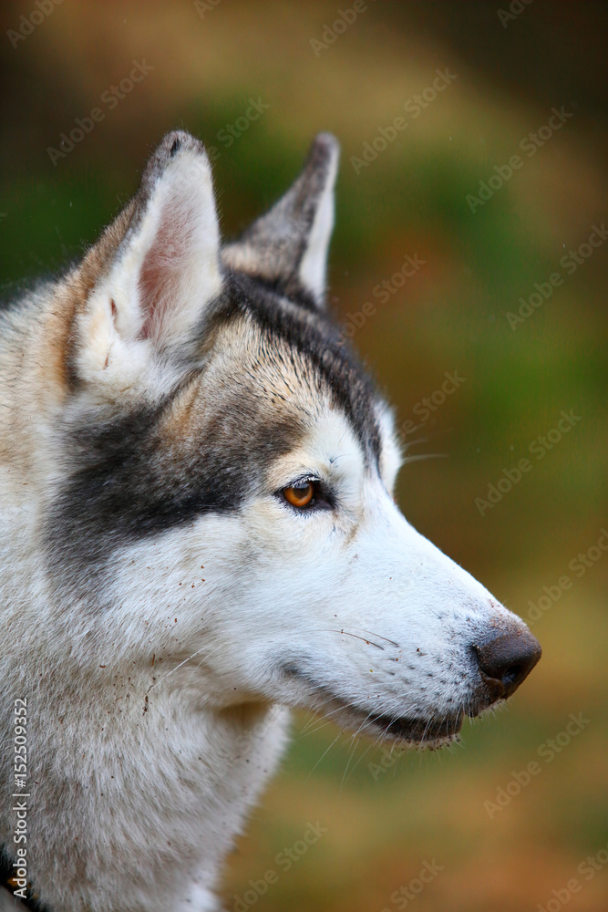 husky dog closeup portrait