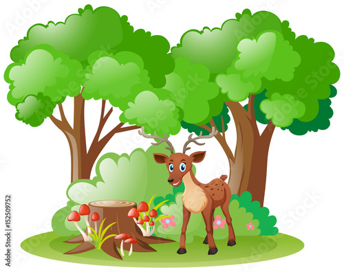 Little fawn in the forest