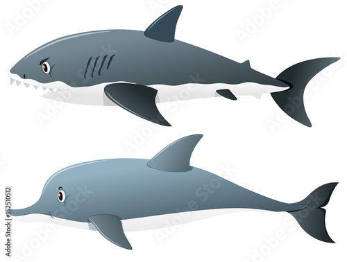 Gray shark and dolphin