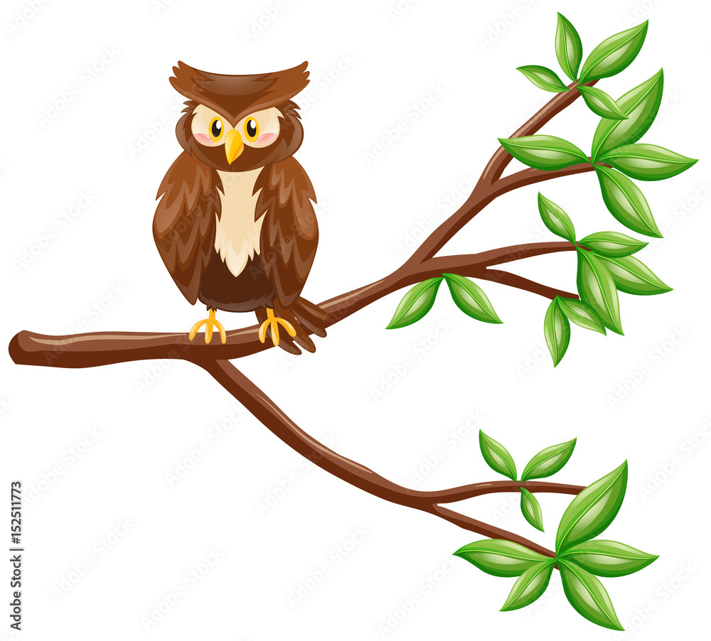 Fototapeta premium Cute owl standing on branch