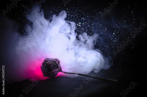 Fototapeta A wilting rose signifies lost love, divorce, or a bad relationship, dead rose on