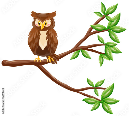 Cute owl standing on branch