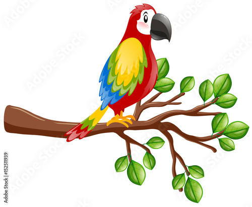 Parrot bird on the branch