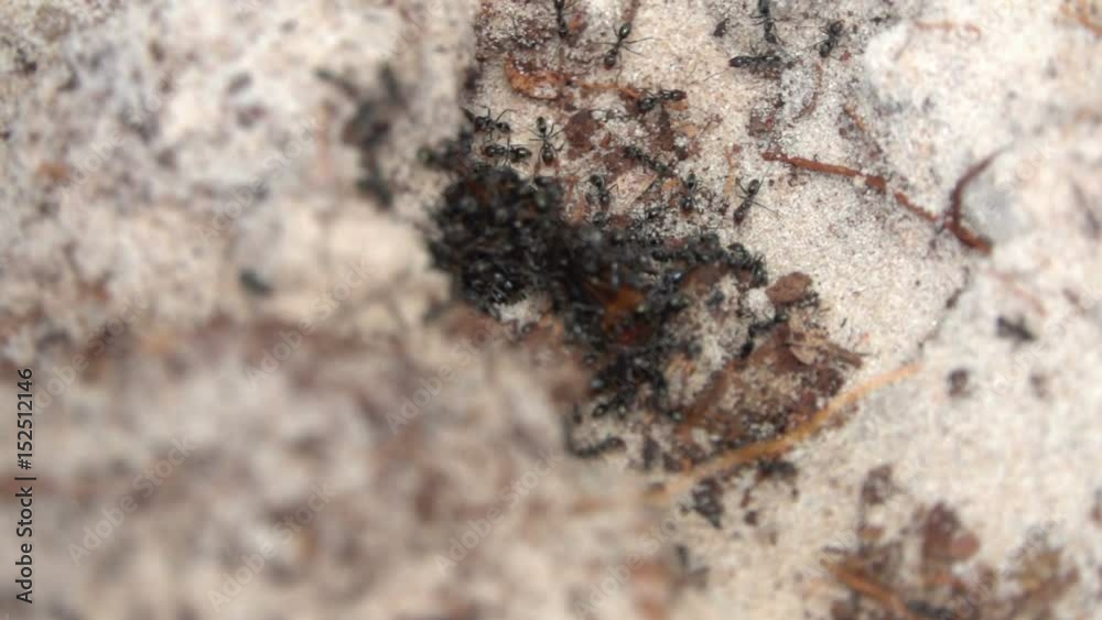 Ant Colony in Sand, Slow motion Ant Colony in Sand, Slow motion