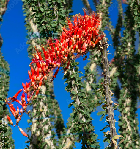 Ocotillo Flower