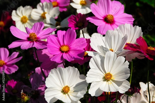 昭和記念公園のコスモス