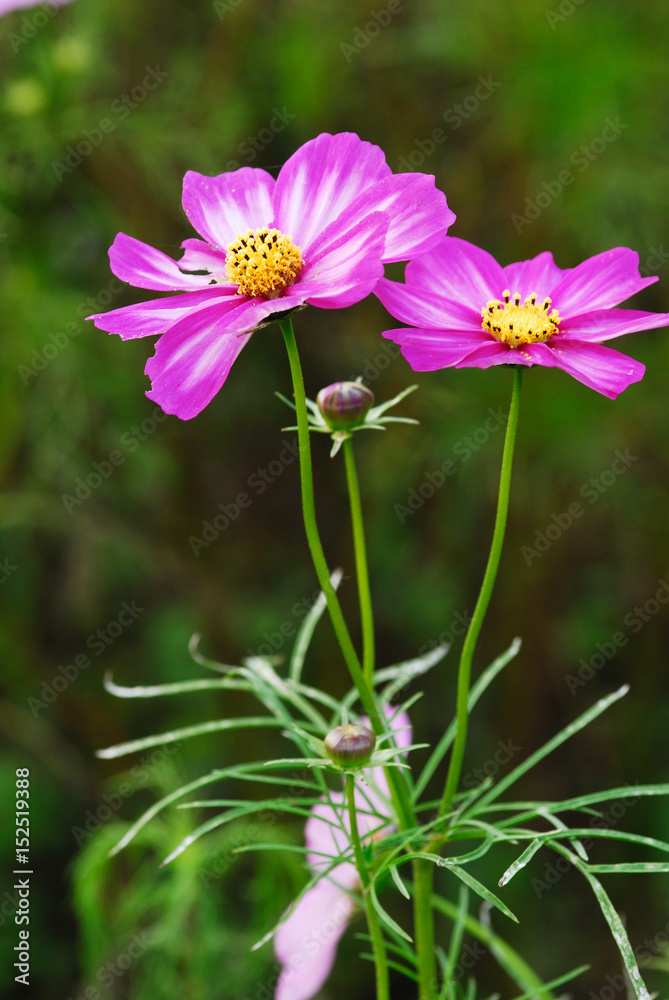 Obraz premium 昭和記念公園のコスモス