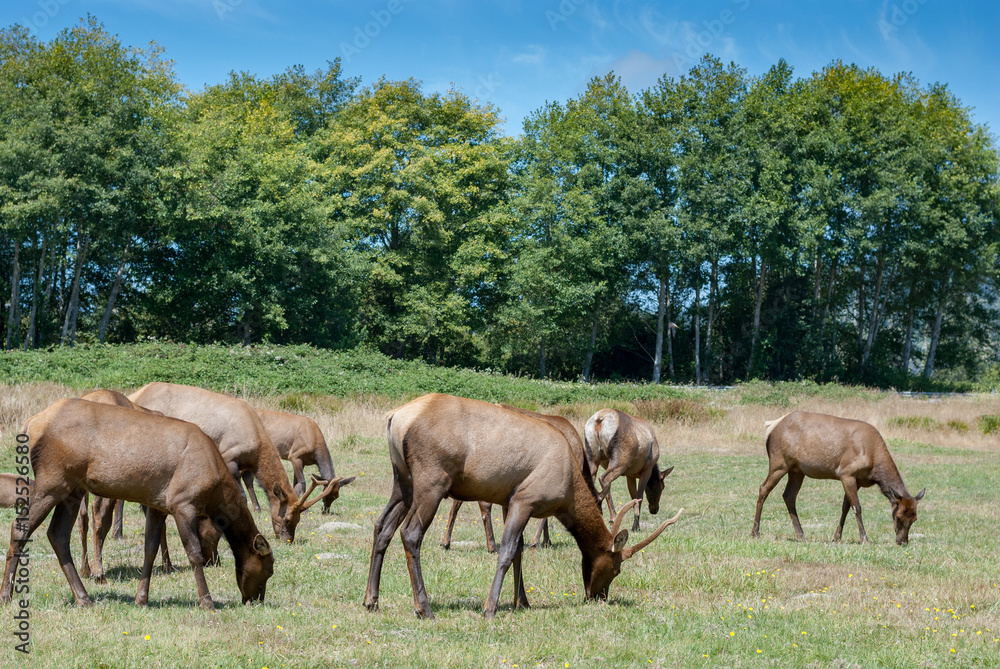 pack of elk relaxing and eating in the sun