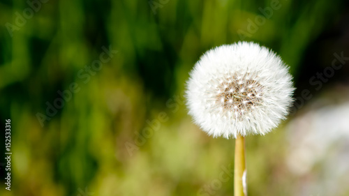 close up the beautiful white meadow flower on blurred background