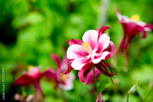 Grain noise filter - the beautiful red-white flower on blurred background