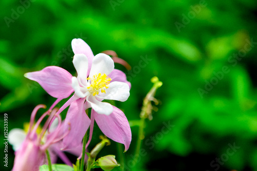 Grain noise filter - the beautiful pink-white flower on blurred background