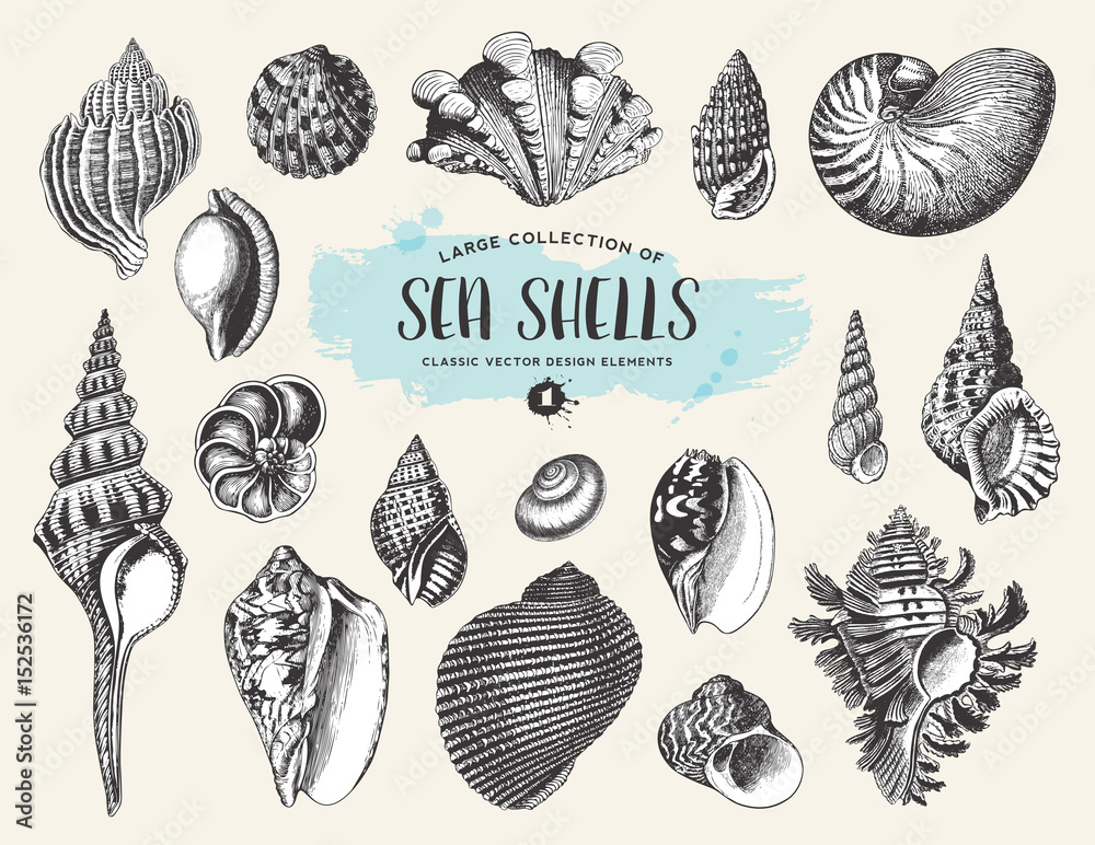 retro Sommer und Meer Design Elemente: Set / Sammlung von Muscheln und Schnecken Zeichnungen 