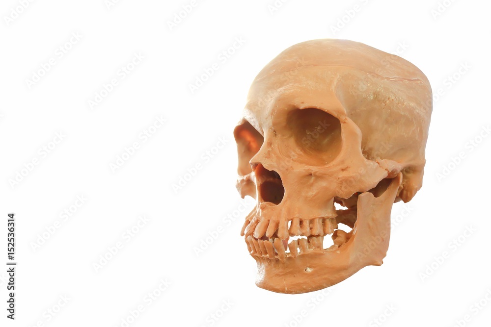 Obraz premium Skull isolate on white background.