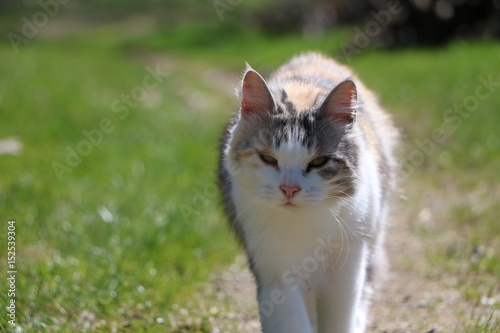 GATTO GATTA BIANCA