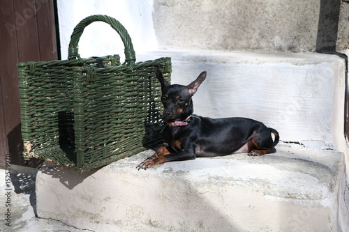 CANE PINSCHER NERO