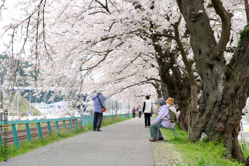 SENDAI  JAPAN - 17 APRIL 2017  Tourists walking along Shiroishi riverside under sakura branches to celebrate the cherry blossom festival at Funaoka station  Sendai  Japan