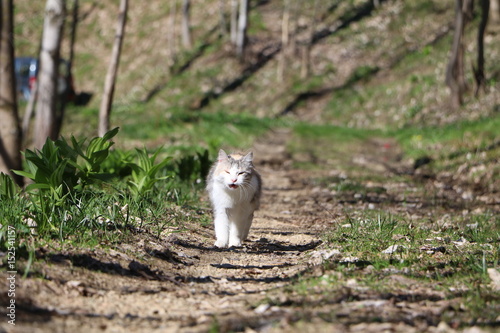 GATTO GATTA BIANCA