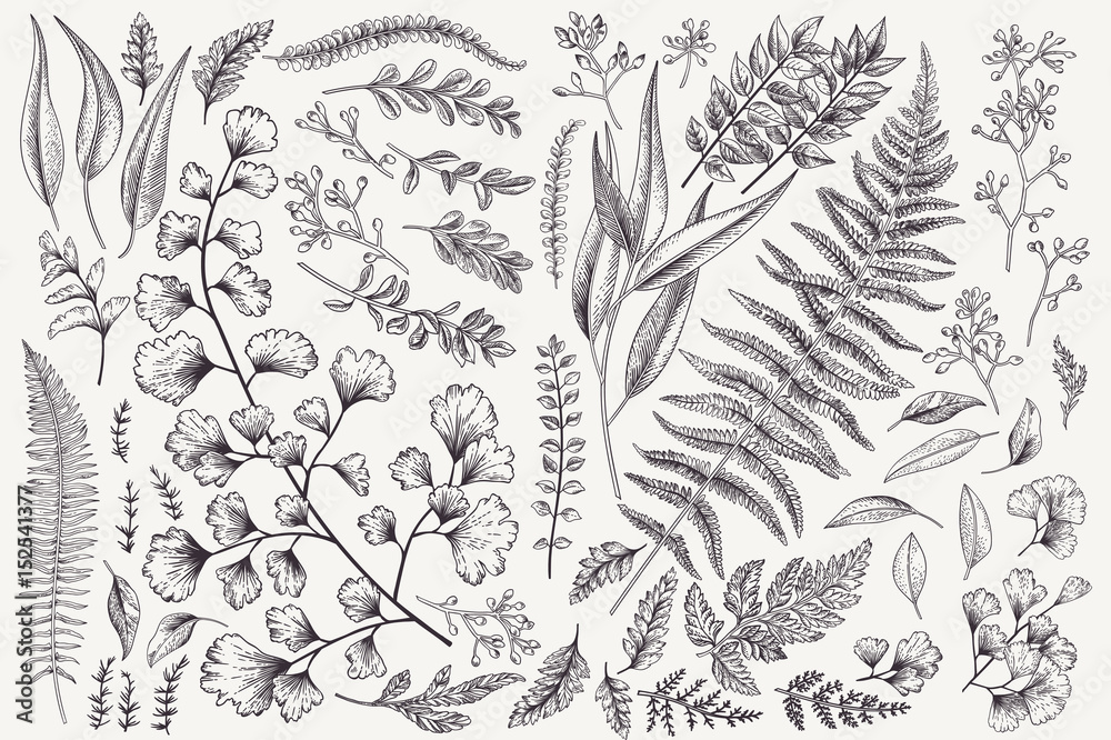 Set with leaves and ferns.