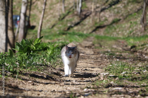 GATTO GATTA BIANCA
