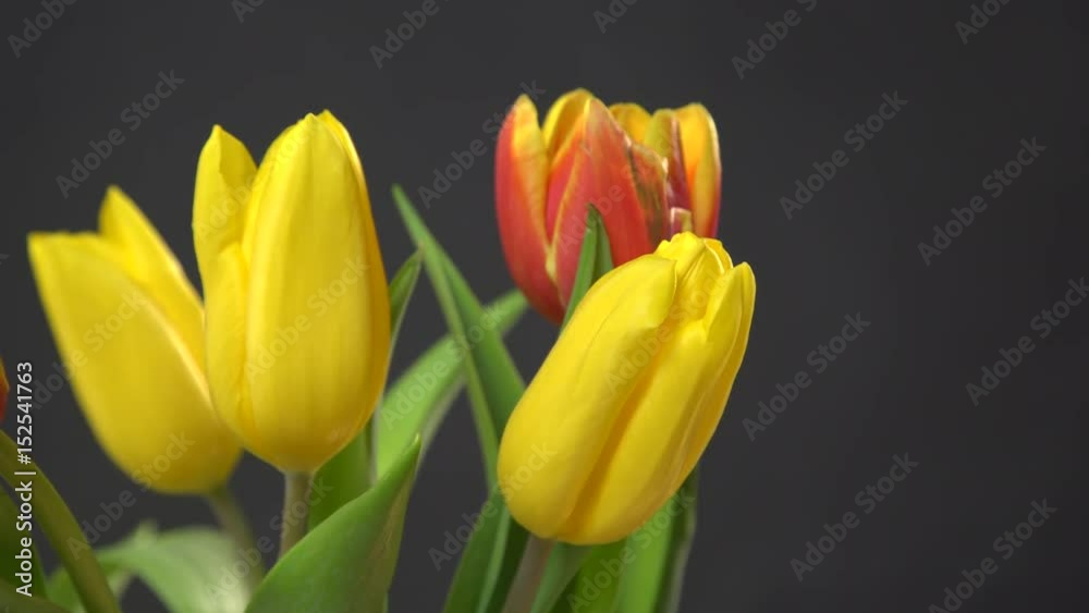 Bunch of tulips flowers close up on black background 4K ProRes HQ codec Bunch of tulips flowers close up on black background 4K ProRes HQ codec