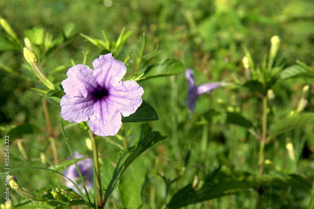 Beautiful flower backdrop with blurry background Beautiful flower backdrop with blurry background