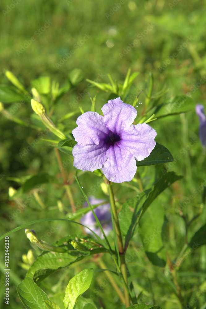 Fototapeta premium Beautiful flower backdrop with blurry background