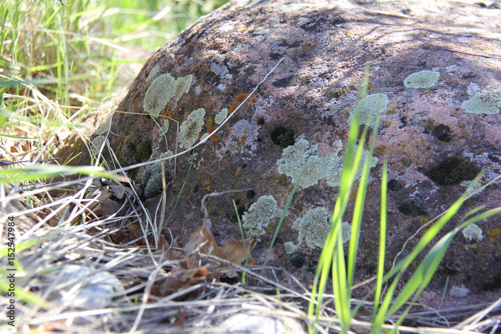Obraz premium rock with moss and lichen