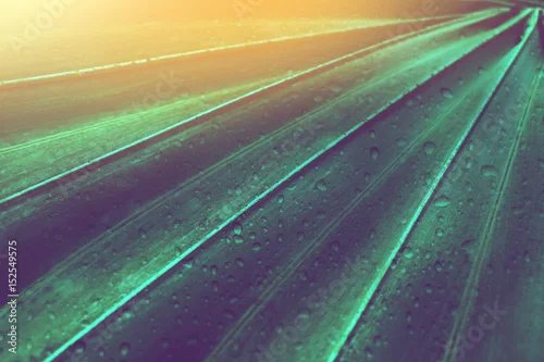 Obraz liście palmowe w powiększeniu