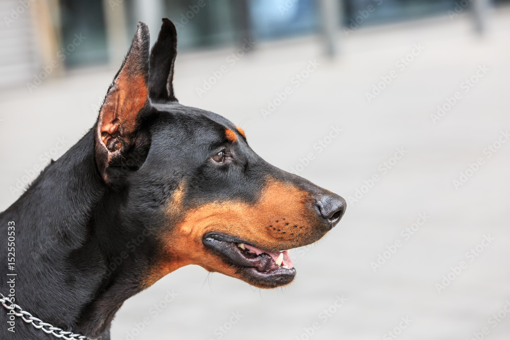 Cute face of a doberman pinscher dog