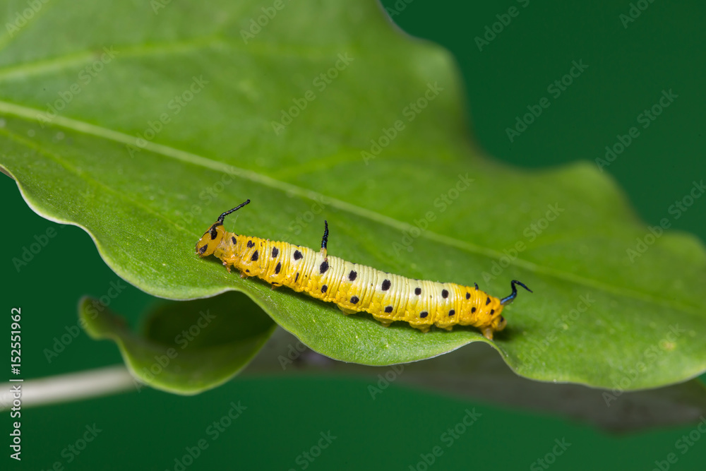 Intermediate Maplet (Chersonesia intermedia) caterpillar