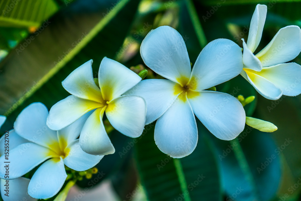 Blooming White Plumeria Blooming White Plumeria
