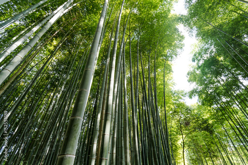 Bamboo Forest Kyoto